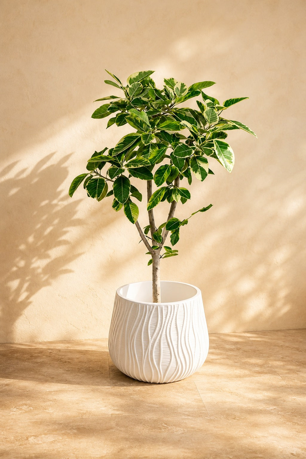 Ficus Altissima Panaché Artificiel