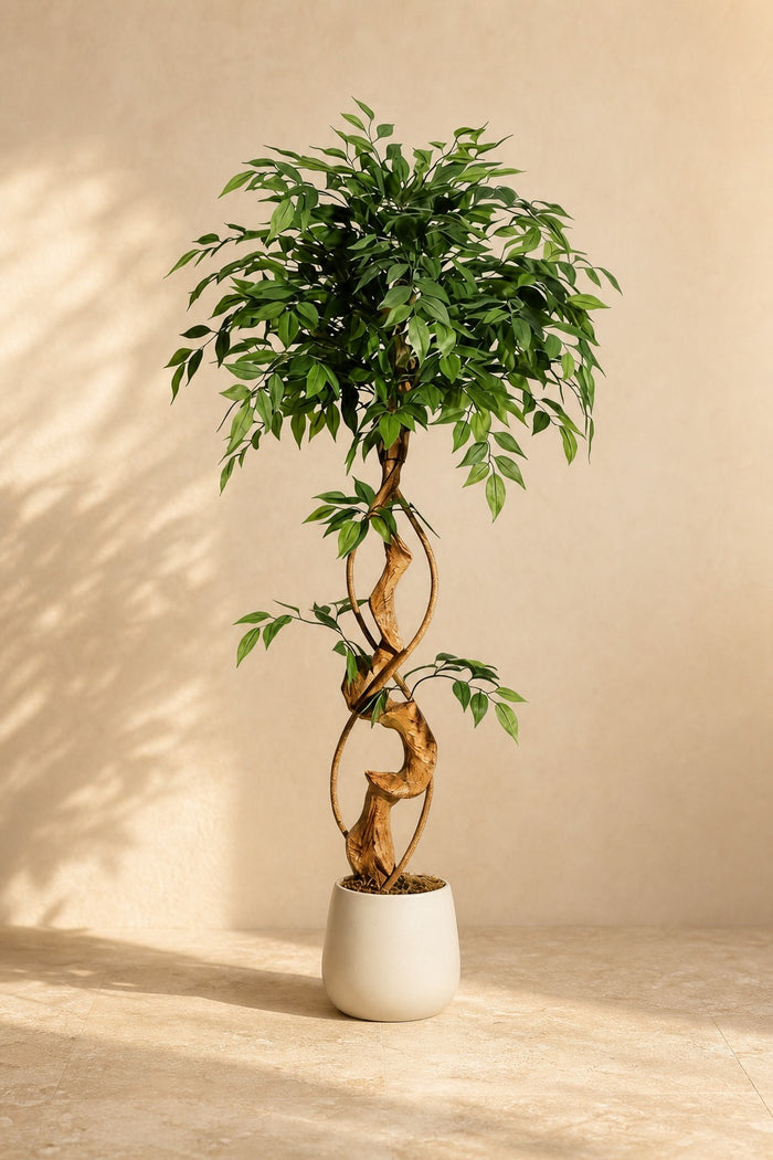 Ficus Artificiel Tronc Torsadé